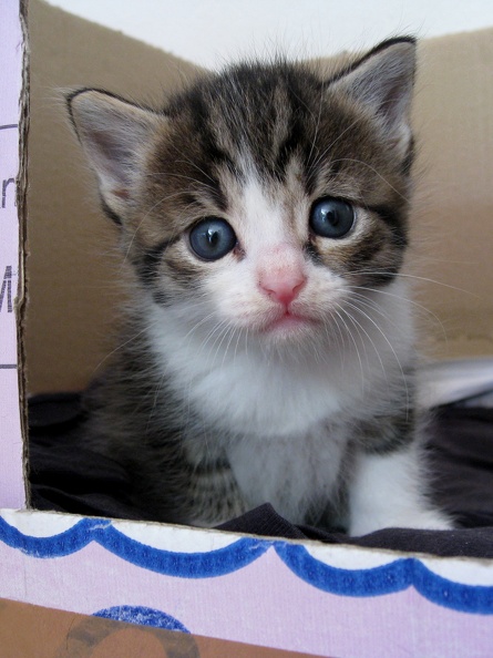 Katzenbabys 4 Wochen alt (6).JPG