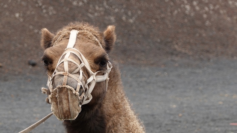 Lanzarote-01-2022-158.JPG
