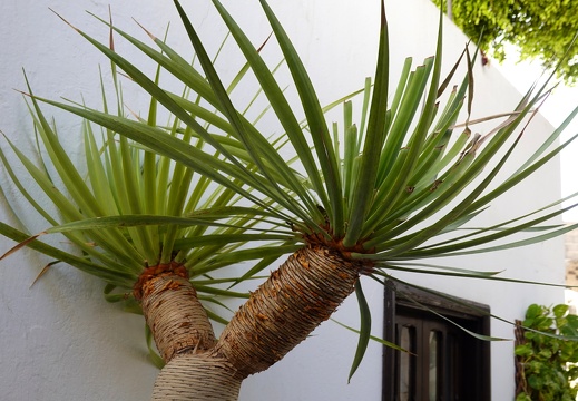 Lanzarote-01-2022-258