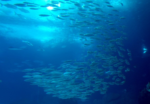 Lissabon-04-2015-107-Oceanario