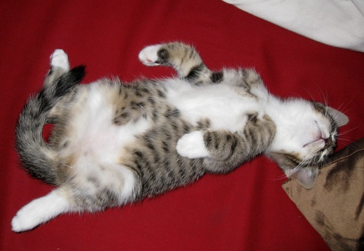 Katzenbabys 2 Mon alt (2)