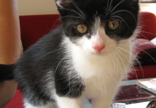 Katzenbabys 2 Mon alt (24)