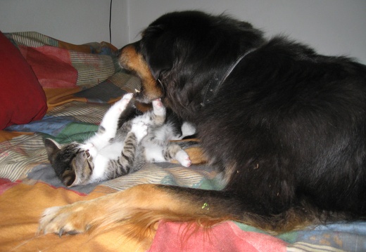 Katzenbabys 2 Mon alt (31)