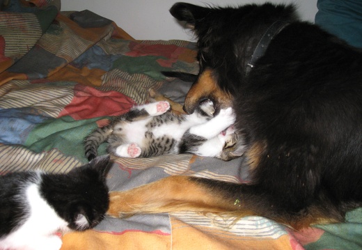 Katzenbabys 2 Mon alt (34)