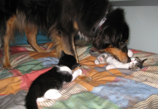 Katzenbabys 2 Mon alt (36)