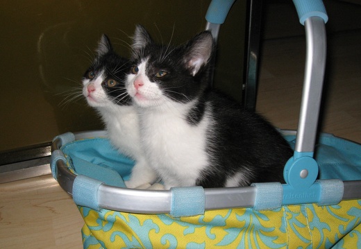 Katzenbabys 2 Mon alt (46)