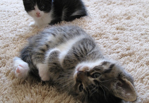 Katzenbabys 5 Wochen alt (65)