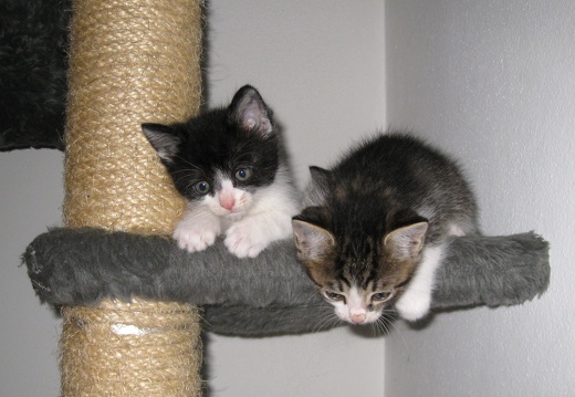 Katzenbabys 6 Wochen alt (3)