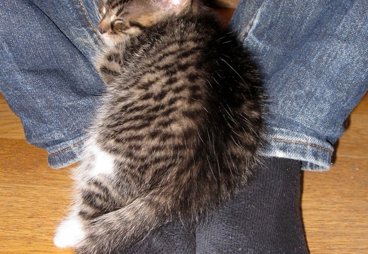 Katzenbabys 6 Wochen alt (4)