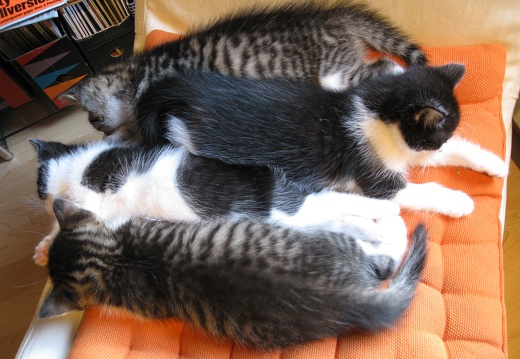 Katzenbabys 6 Wochen alt (9)