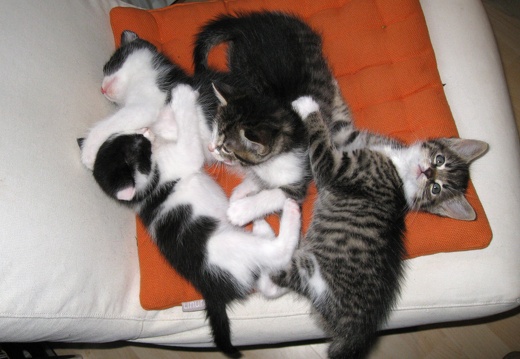 Katzenbabys 6 Wochen alt (12)