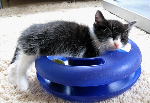Katzenbabys 6 Wochen alt (14)