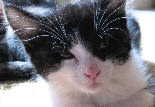 Katzenbabys 8 Wochen alt (2)